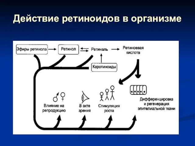 Действие ретиноидов в организме