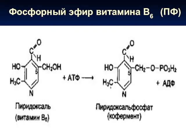 Фосфорный эфир витамина В6 (ПФ)
