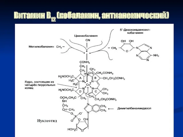 Витамин В12 (кобаламин, антианемический) Нуклеотид