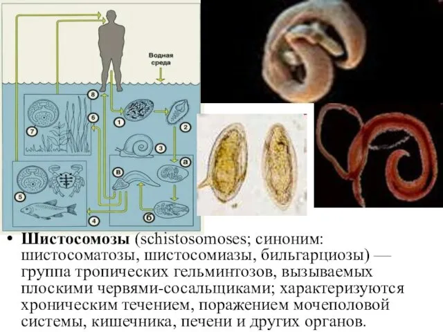 Шистосомозы (schistosomoses; синоним: шистосоматозы, шистосомиазы, бильгарциозы) — группа тропических гельминтозов, вызываемых плоскими червями-сосальщиками;