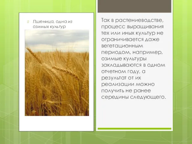 Пшеница, одна из озимых культур Так в растениеводстве, процесс выращивания тех или иных