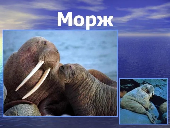 Морж