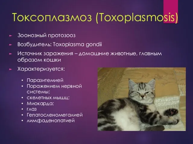 Токсоплазмоз (Toxoplasmosis) Зоонозный протозооз Возбудитель: Toxoplasma gondii Источник заражения – домашние животные, главным