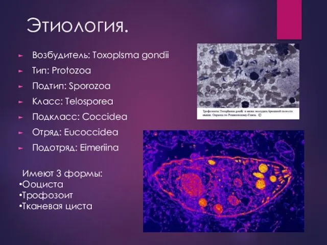 Этиология. Возбудитель: Toxoplsma gondii Тип: Protozoa Подтип: Sporozoa Класс: Тelosporea Подкласс: Coccidea Отряд: