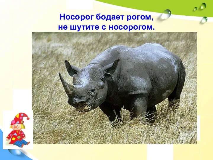 Носорог бодает рогом, не шутите с носорогом.