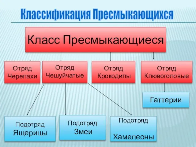 Отряд Черепахи Отряд Чешуйчатые Отряд Крокодилы Отряд Клювоголовые Гаттерии Подотряд