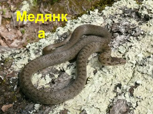 Медянка