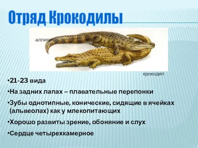 Отряд Крокодилы 21-23 вида На задних лапах – плавательные перепонки