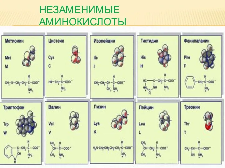 Незаменимые аминокислоты