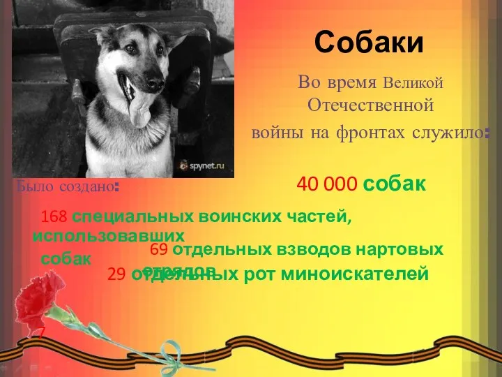 Собаки Во время Великой Отечественной войны на фронтах служило: Было создано: 168 специальных