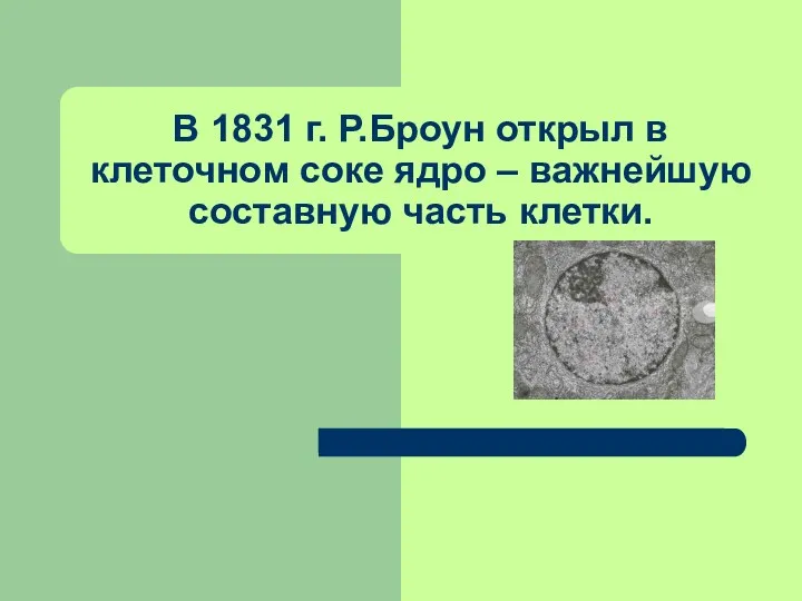 В 1831 г. Р.Броун открыл в клеточном соке ядро – важнейшую составную часть клетки.