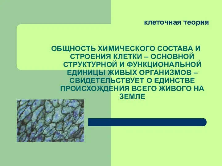 клеточная теория ОБЩНОСТЬ ХИМИЧЕСКОГО СОСТАВА И СТРОЕНИЯ КЛЕТКИ – ОСНОВНОЙ