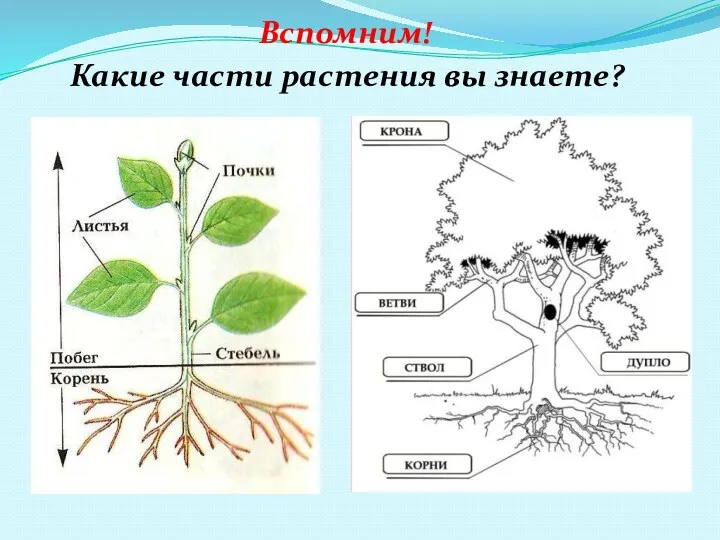 Вспомним! Какие части растения вы знаете?