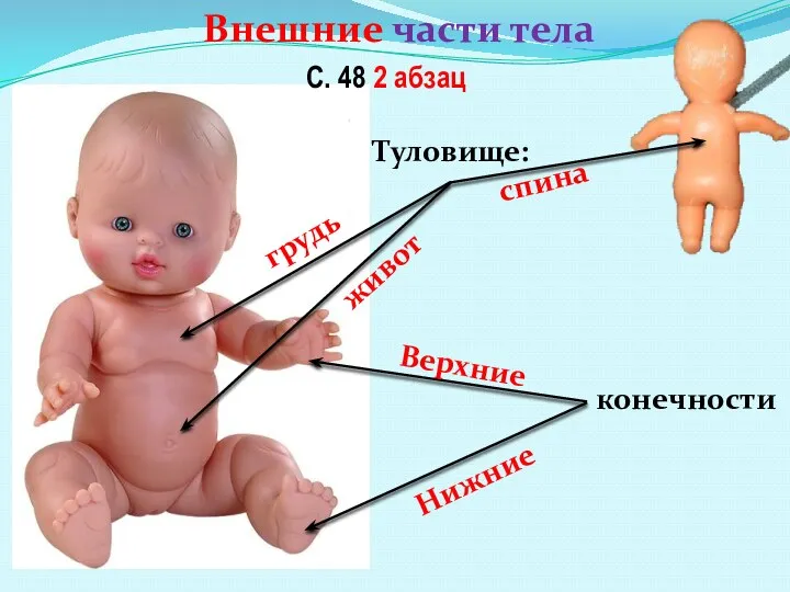 конечности Верхние Нижние живот грудь спина Туловище: Внешние части тела С. 48 2 абзац