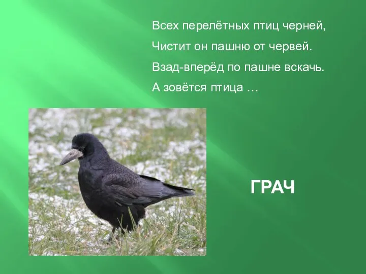 Всех перелётных птиц черней, Чистит он пашню от червей. Взад-вперёд