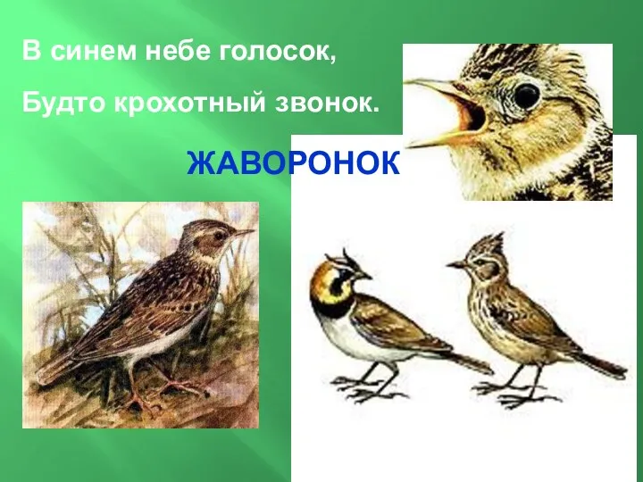 В синем небе голосок, Будто крохотный звонок. ЖАВОРОНОК