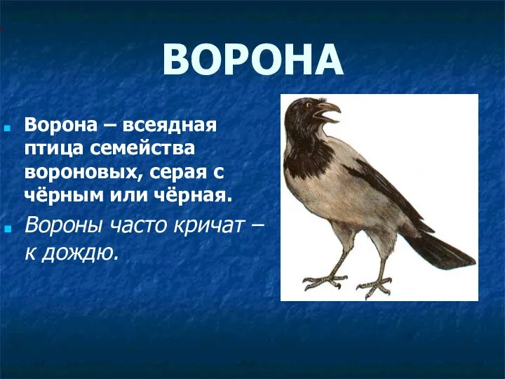 ВОРОНА Ворона – всеядная птица семейства вороновых, серая с чёрным