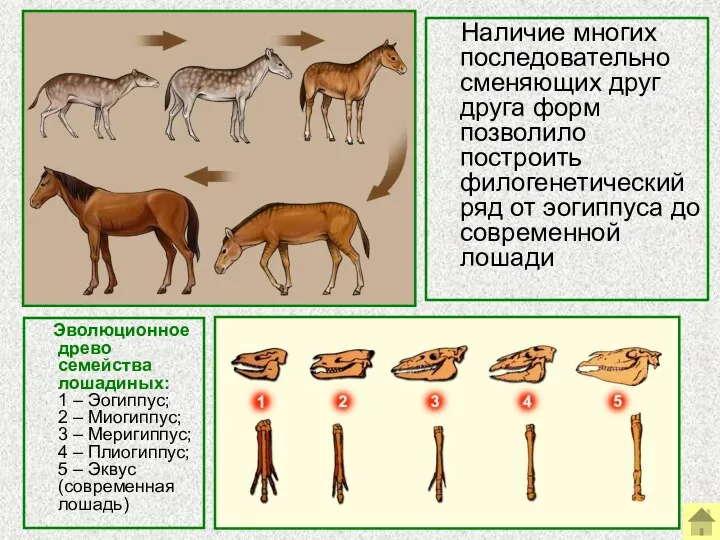 Наличие многих последовательно сменяющих друг друга форм позволило построить филогенетический