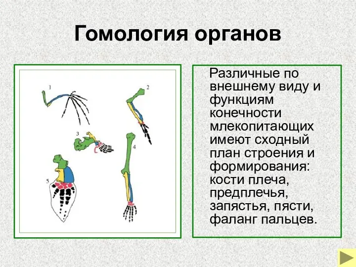 Гомология органов Различные по внешнему виду и функциям конечности млекопитающих