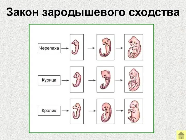 Закон зародышевого сходства