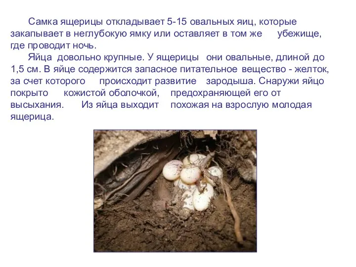Самка ящерицы откладывает 5-15 овальных яиц, которые закапывает в неглубокую
