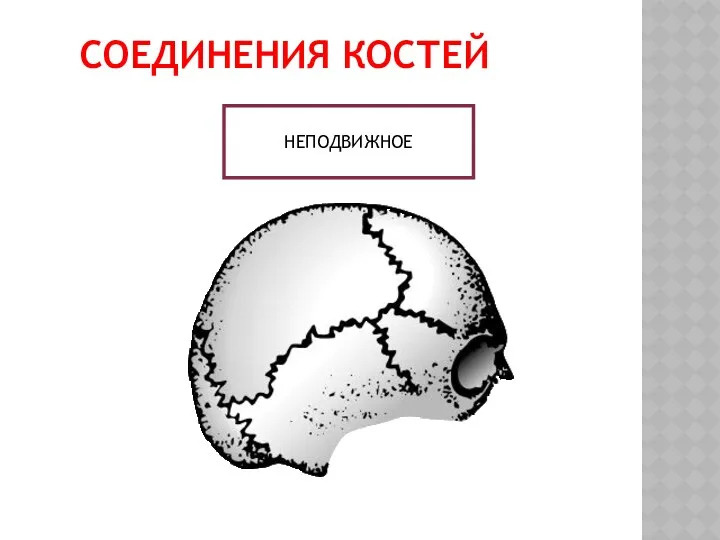 СОЕДИНЕНИЯ КОСТЕЙ НЕПОДВИЖНОЕ