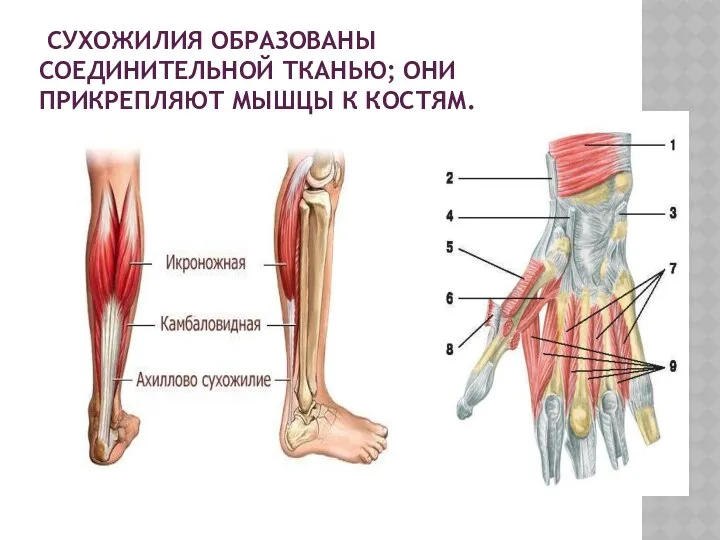 СУХОЖИЛИЯ ОБРАЗОВАНЫ СОЕДИНИТЕЛЬНОЙ ТКАНЬЮ; ОНИ ПРИКРЕПЛЯЮТ МЫШЦЫ К КОСТЯМ.