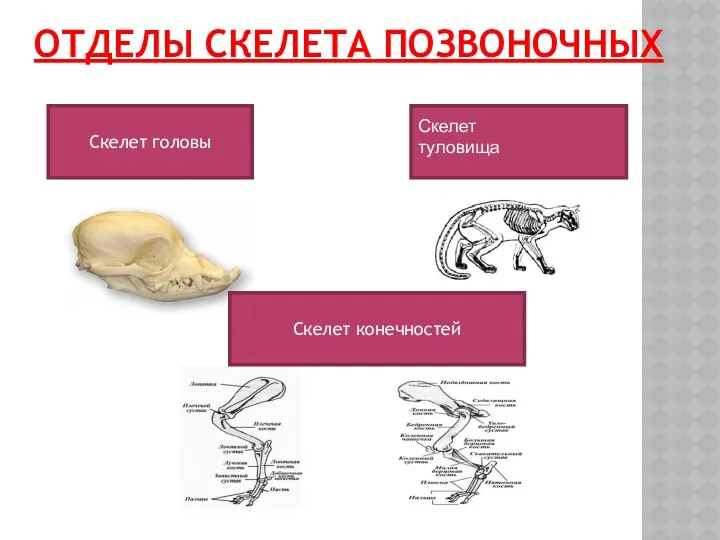 ОТДЕЛЫ СКЕЛЕТА ПОЗВОНОЧНЫХ Скелет головы Скелет туловища Скелет конечностей