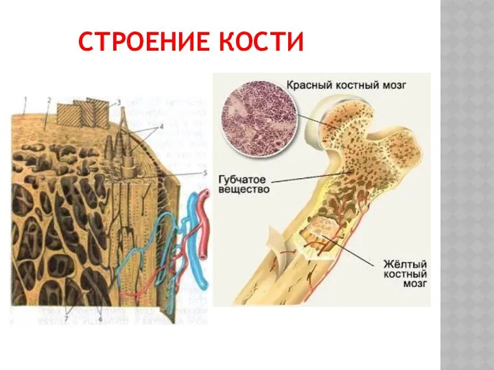 СТРОЕНИЕ КОСТИ