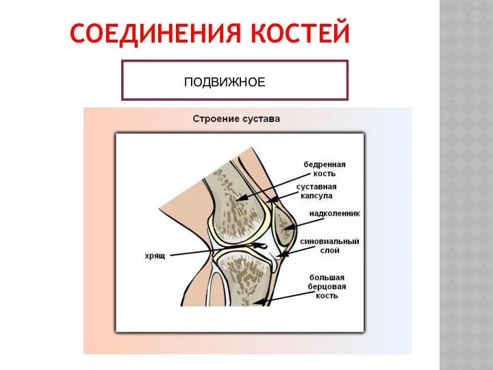 СОЕДИНЕНИЯ КОСТЕЙ ПОДВИЖНОЕ ПОДВИЖНОЕ