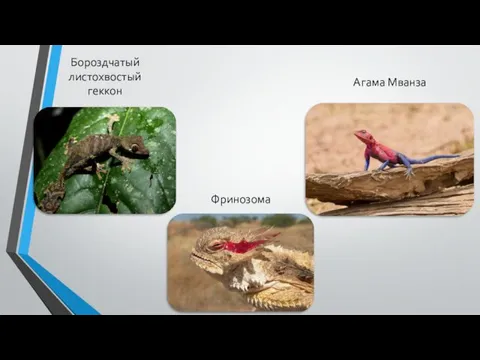 Бороздчатый листохвостый геккон Фринозома Агама Мванза