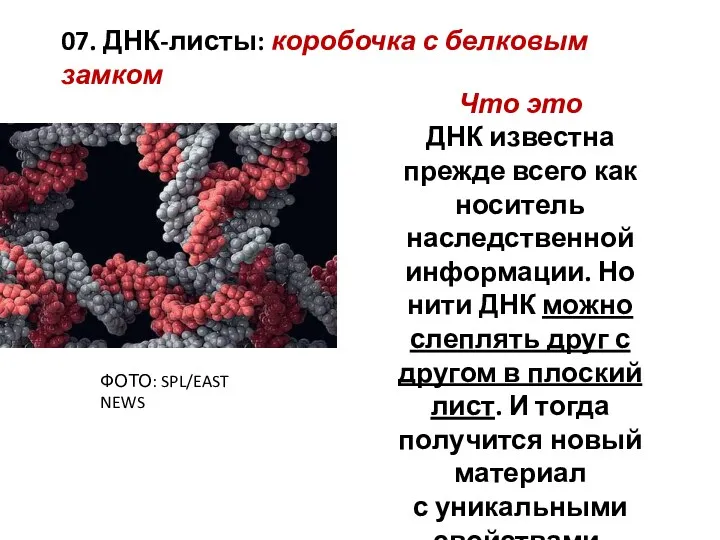 07. ДНК-листы: коробочка с белковым замком Что это ДНК известна прежде всего как