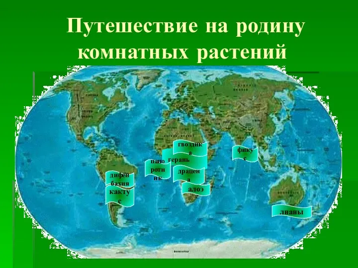 Путешествие на родину комнатных растений герань алоэ лианы кактус гвоздика фикус драцена дифенбахия папоротник