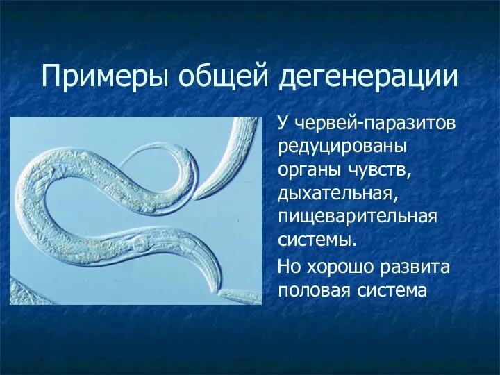 Примеры общей дегенерации У червей-паразитов редуцированы органы чувств, дыхательная, пищеварительная системы. Но хорошо развита половая система