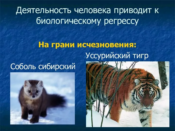 Деятельность человека приводит к биологическому регрессу На грани исчезновения: Уссурийский тигр Соболь сибирский