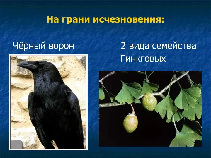 На грани исчезновения: Чёрный ворон 2 вида семейства Гинкговых