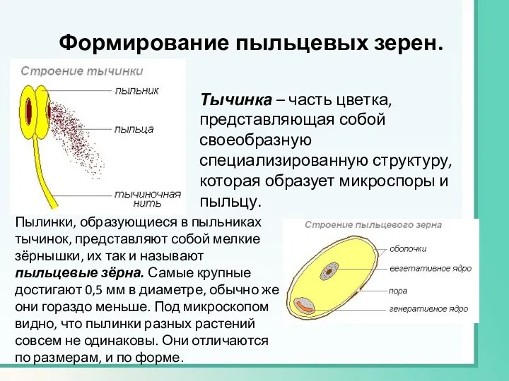 Формирование пыльцевых зерен. Тычинка – часть цветка, представляющая собой своеобразную