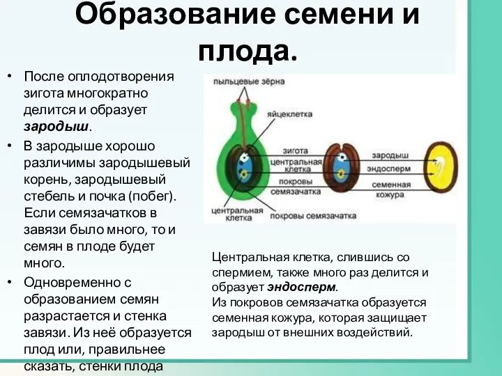 Образование семени и плода. После оплодотворения зигота многократно делится и