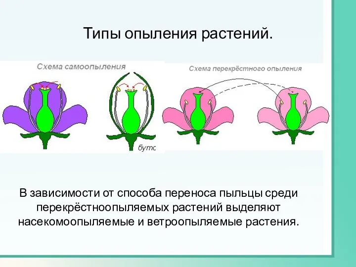 Типы опыления растений. В зависимости от способа переноса пыльцы среди