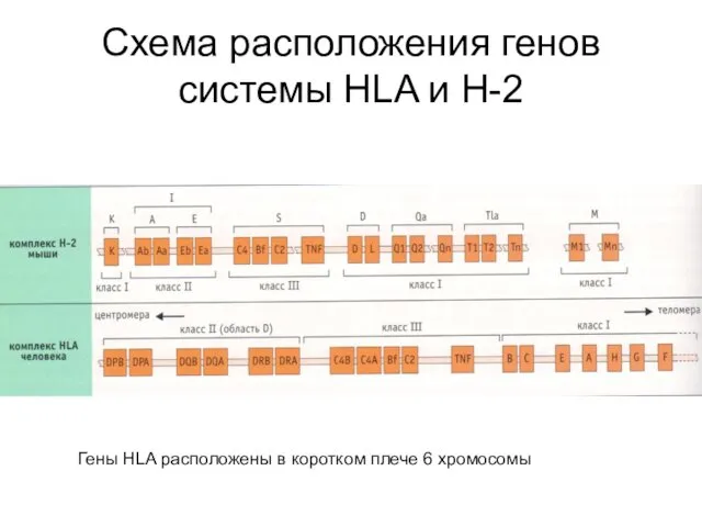 Схема расположения генов системы HLA и H-2 Гены HLA расположены в коротком плече 6 хромосомы
