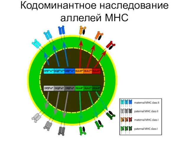 Кодоминантное наследование аллелей МНС