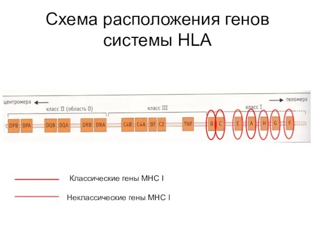 Схема расположения генов системы HLA