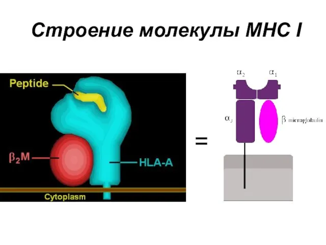 Строение молекулы MHC I =