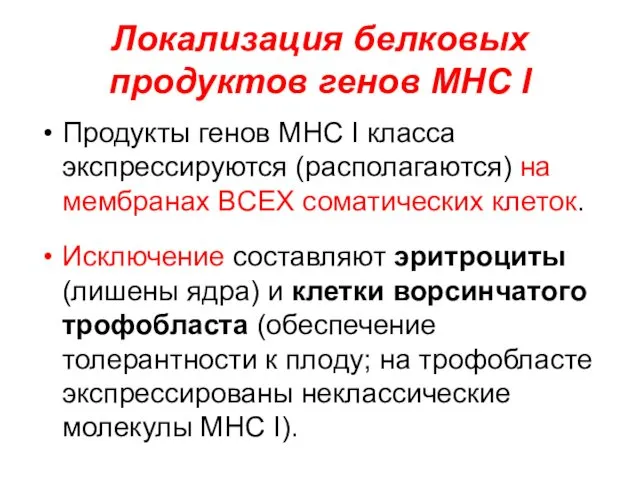 Локализация белковых продуктов генов MHC I Продукты генов MHC I