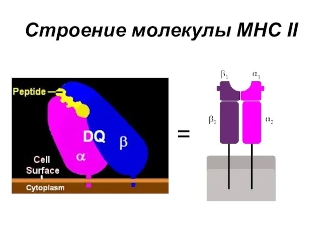 Строение молекулы MHC II =