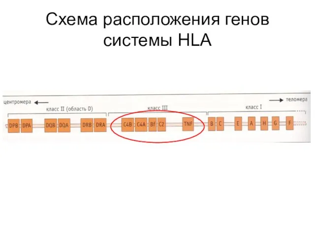 Схема расположения генов системы HLA