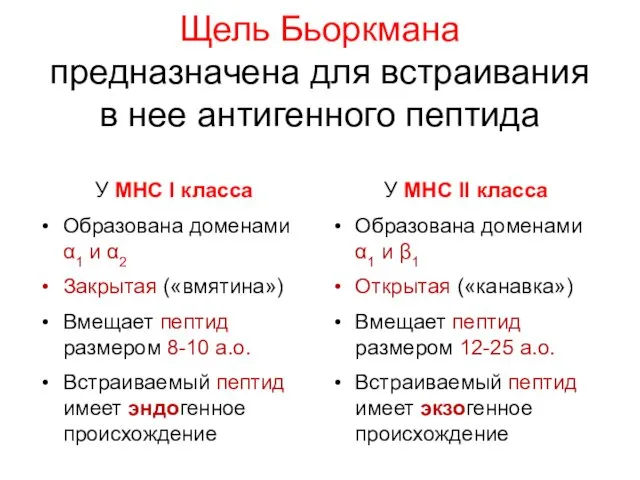 Щель Бьоркмана предназначена для встраивания в нее антигенного пептида У MHC I класса