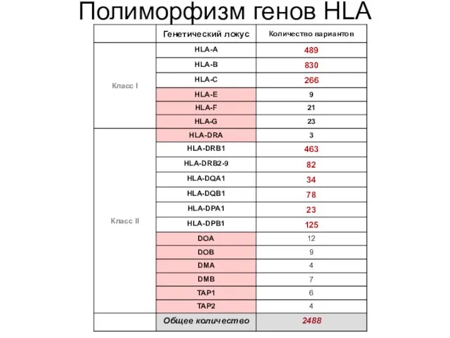 Полиморфизм генов HLA