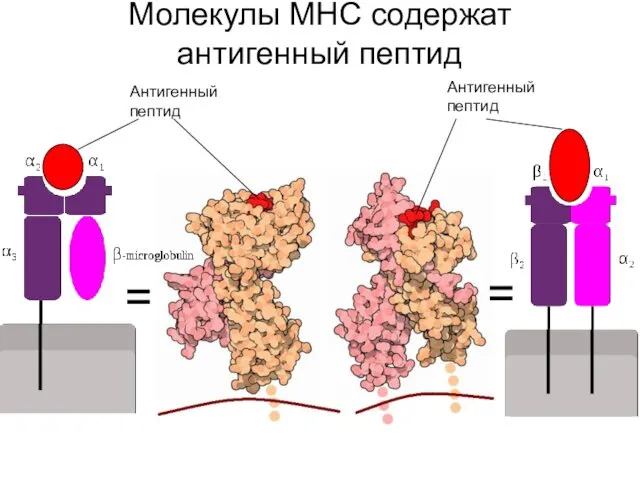 = = Антигенный пептид Антигенный пептид Молекулы MHC содержат антигенный пептид