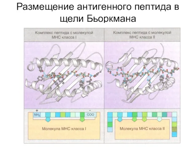 Размещение антигенного пептида в щели Бьоркмана